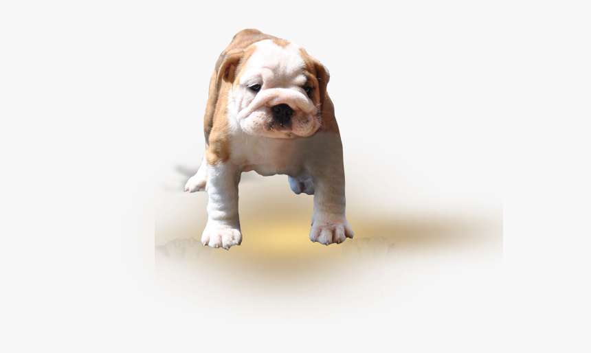 Toy Bulldog, HD Png Download, Free Download