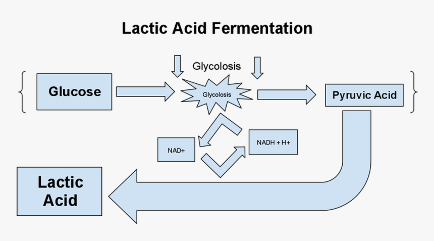 Lactic Acid Fermentation Equation , Png Download - Lactic Acid Fermentation Equation, Transparent Png, Free Download