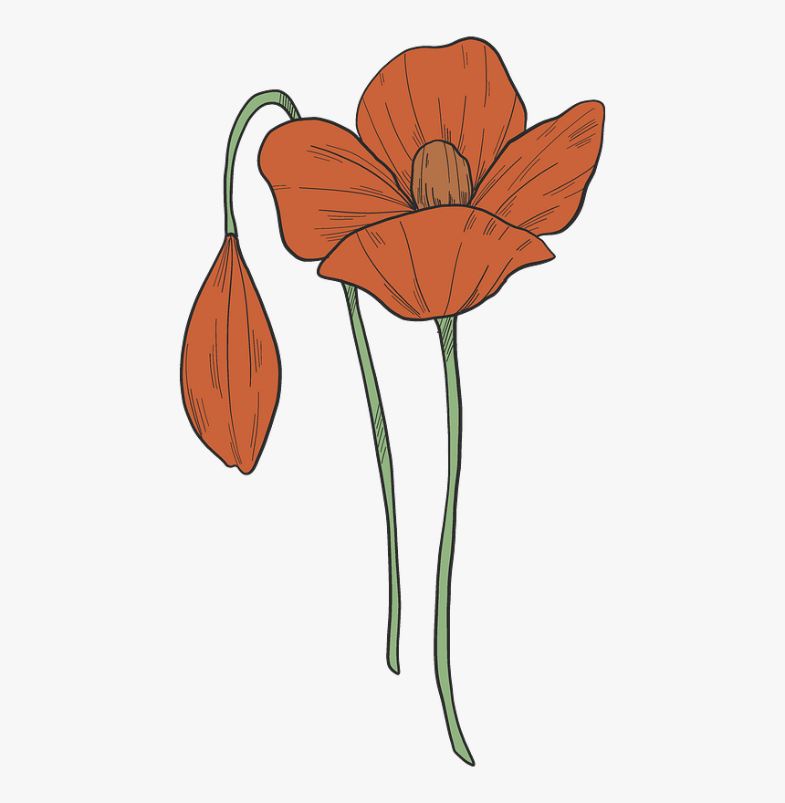 Poppy Flowers Clipart - Poppy Flower Clipart, HD Png Download, Free Download