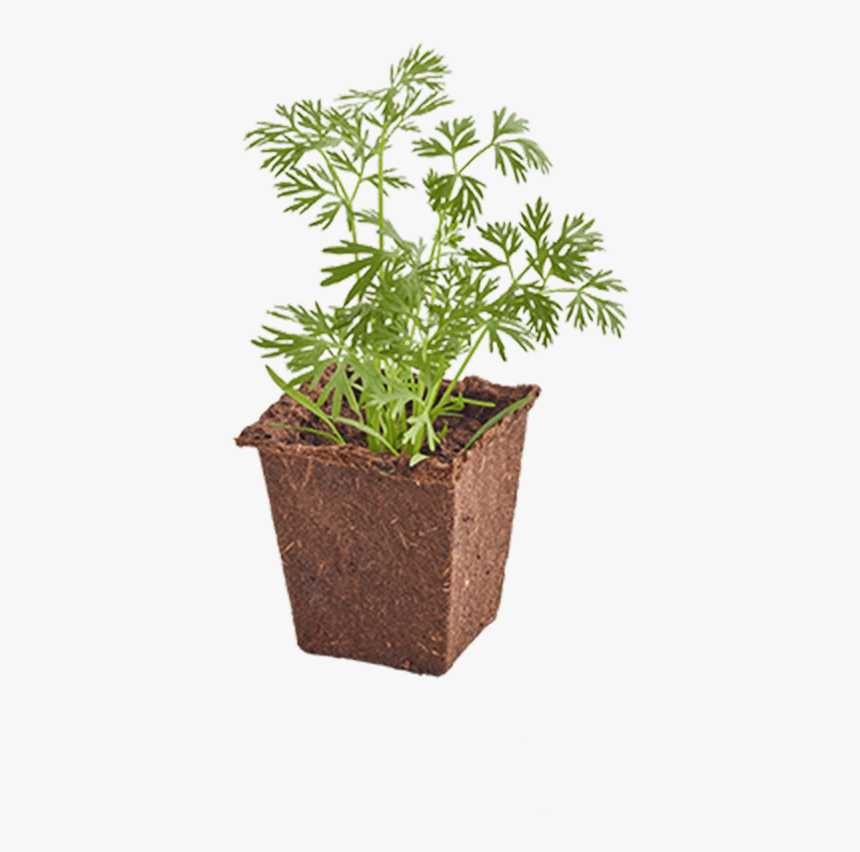 Flowerpot, HD Png Download, Free Download