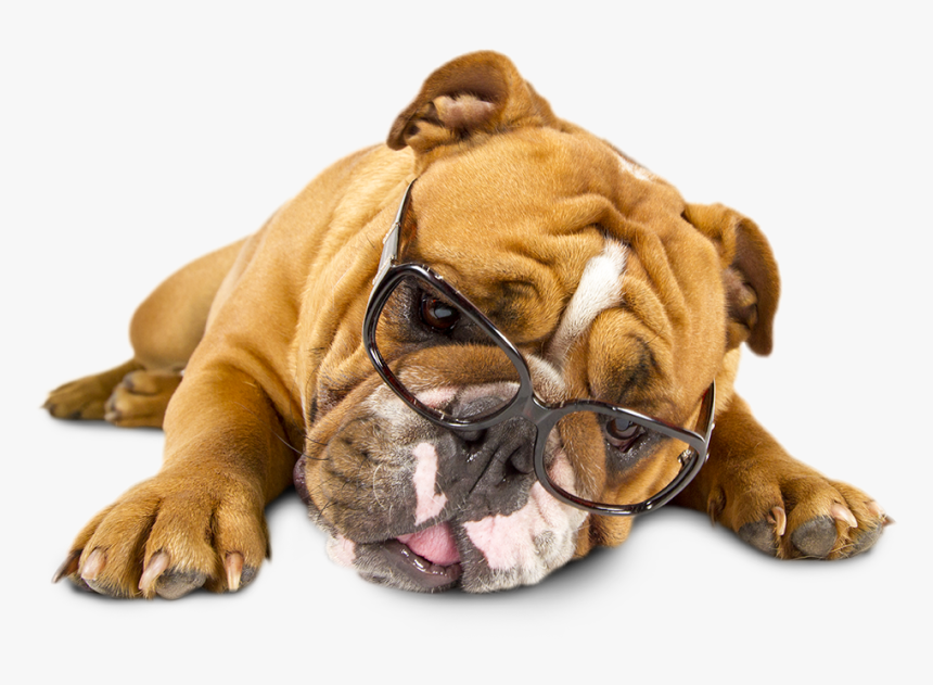 Tired Of Reading - Tired Dog Png, Transparent Png, Free Download
