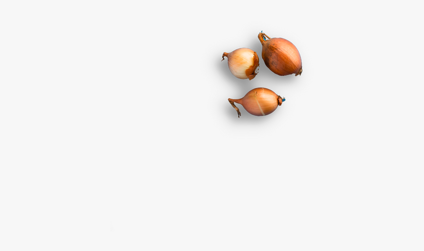 Yellow Onion, HD Png Download, Free Download