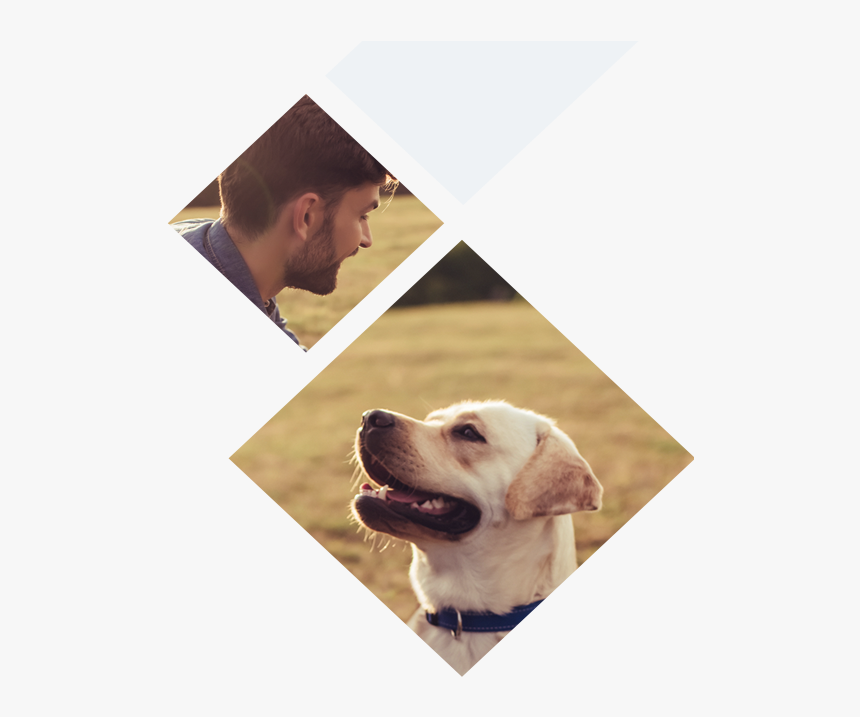Companion About Us Automated Obedience Training - Labrador Retriever, HD Png Download, Free Download