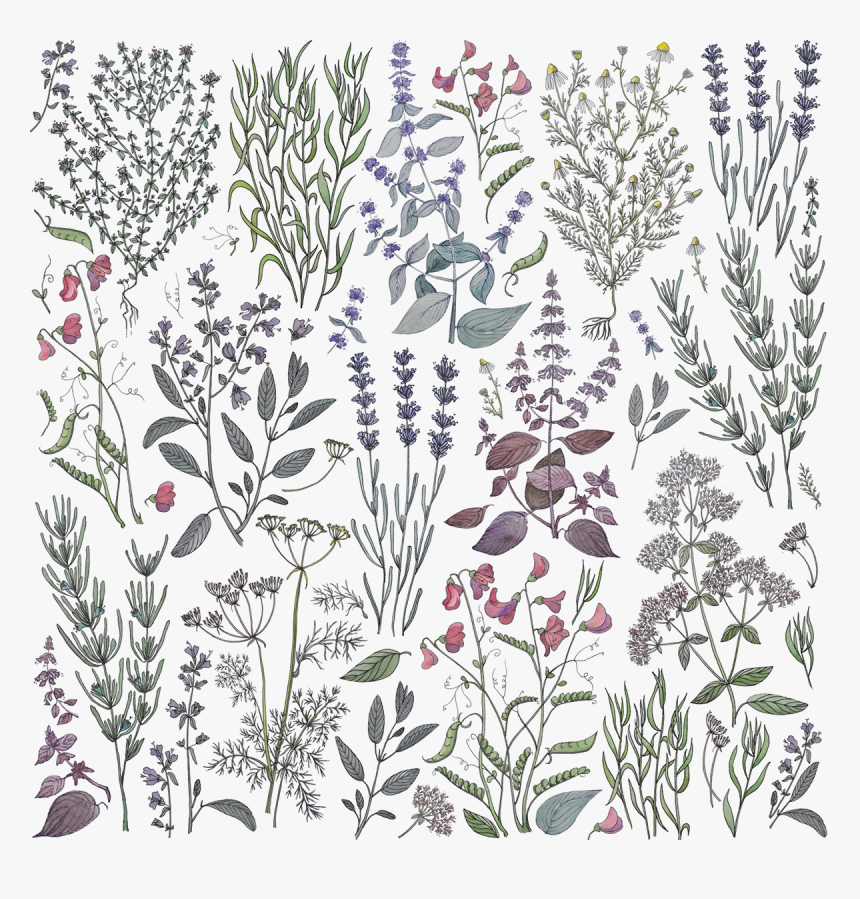 Herbal Pattern, HD Png Download, Free Download