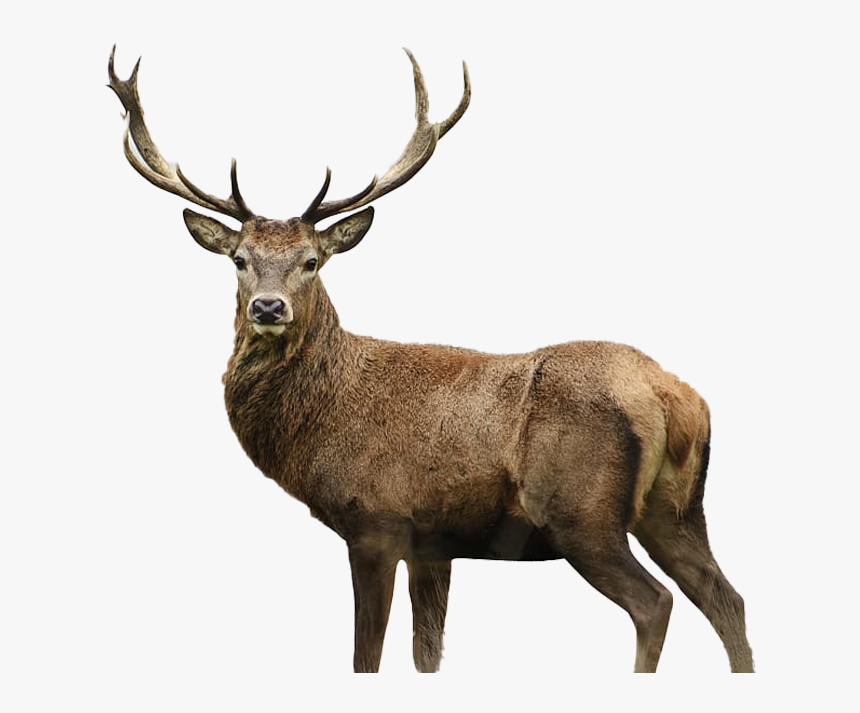 Stag Png Pic - Deer Hunting For Kids Books, Transparent Png, Free Download