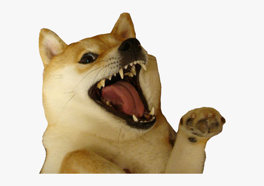 Shiba Dog"s Head Messages Sticker-0 - Dog Gif Meme, HD Png Download, Free Download
