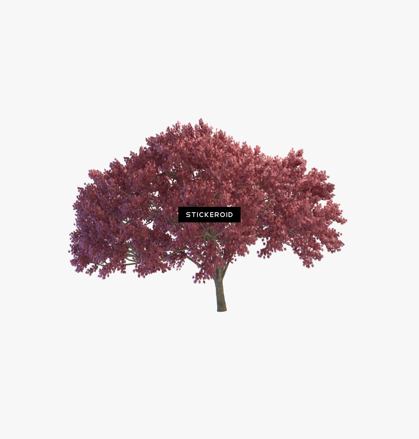 Weeping Cherry Tree , Png Download - Portable Network Graphics, Transparent Png, Free Download