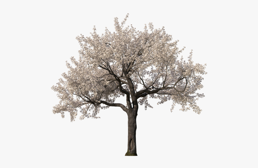 Cherry Blossom, HD Png Download, Free Download