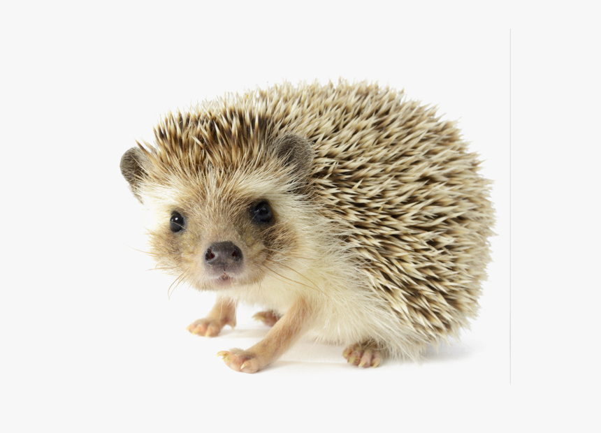 Porcupine North Four Toed African Fur Hedgehog - Hedgehog Png, Transparent Png, Free Download