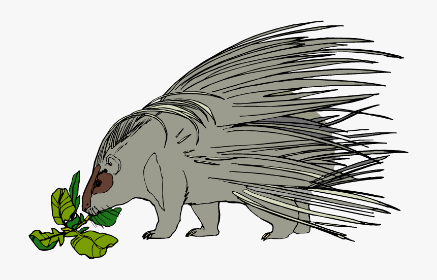 Porcupine Clipart Cool - Transparent Porcupine Clipart, HD Png Download, Free Download