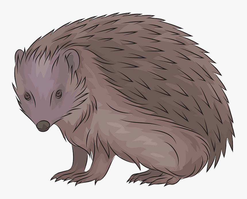 European Hedgehog Clipart - Porcupine, HD Png Download, Free Download