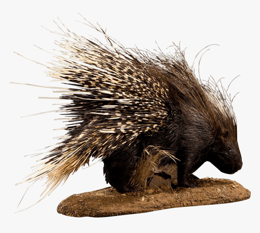 African Porcupine Life Size - Porcupine, HD Png Download, Free Download