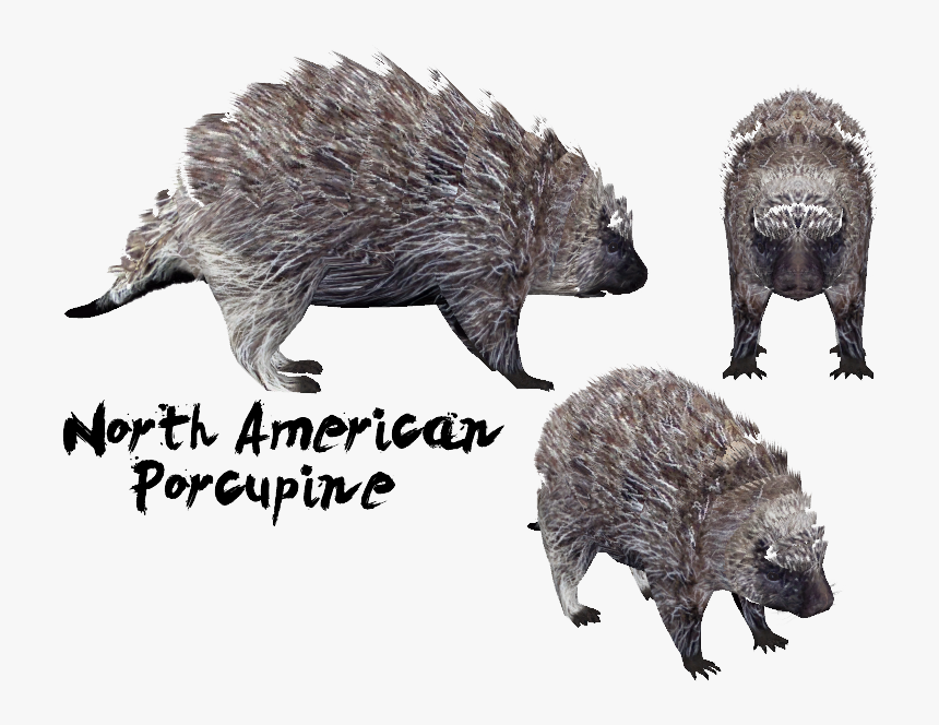 The Alpha Channels Of My North American Porcupine See-through - Punxsutawney Phil, HD Png Download, Free Download