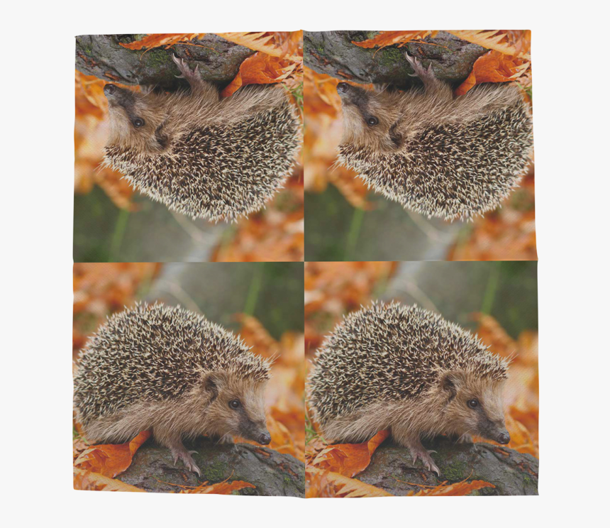 Paper Napkins Hedgehogs 33x33cm - Domesticated Hedgehog, HD Png Download, Free Download