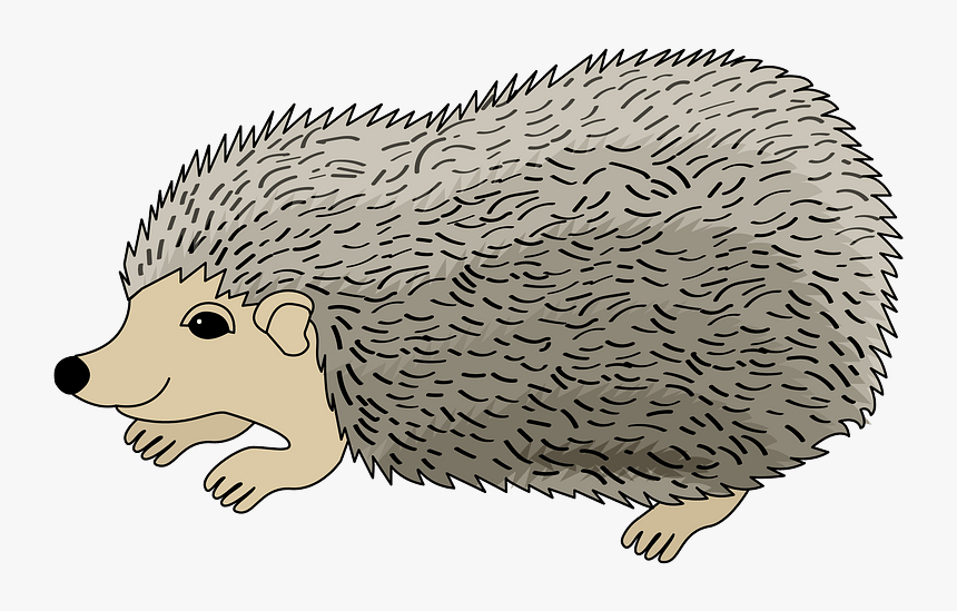 Hedgehog Clipart - Domesticated Hedgehog, HD Png Download, Free Download