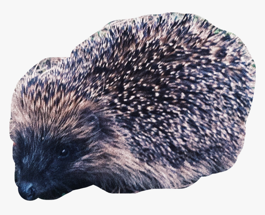 #hedgehog #cute #animal #baby #freetoedit - Domesticated Hedgehog, HD Png Download, Free Download