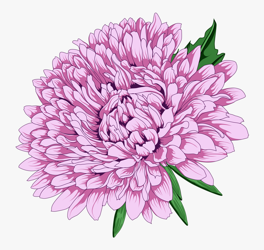 Chrysanthemum Clipart Png , Png Download - Transparent Background Chrysanthemum Clipart, Png Download, Free Download
