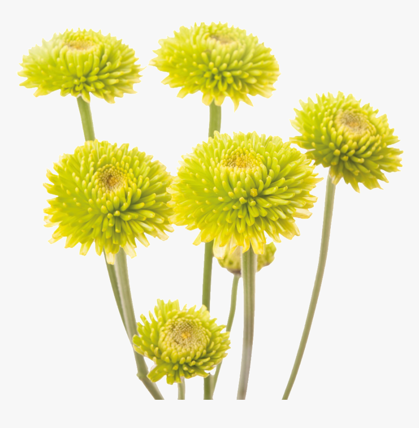 This Product Design Is Yellow Chrysanthemum About Yellow, - Chrysanthemum Png, Transparent Png, Free Download