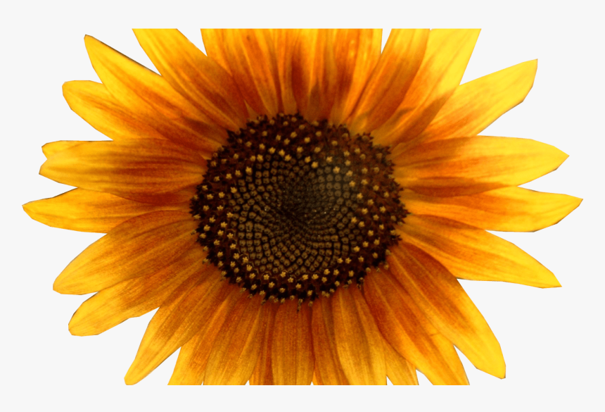 Images Download Free Sunflower - Clipart Sunflower, HD Png Download, Free Download