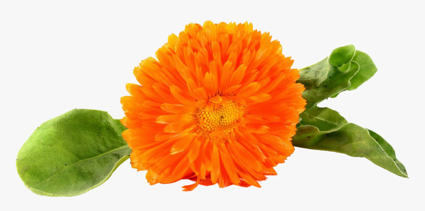 Chrysanthemum , Png Download - English Marigold, Transparent Png, Free Download