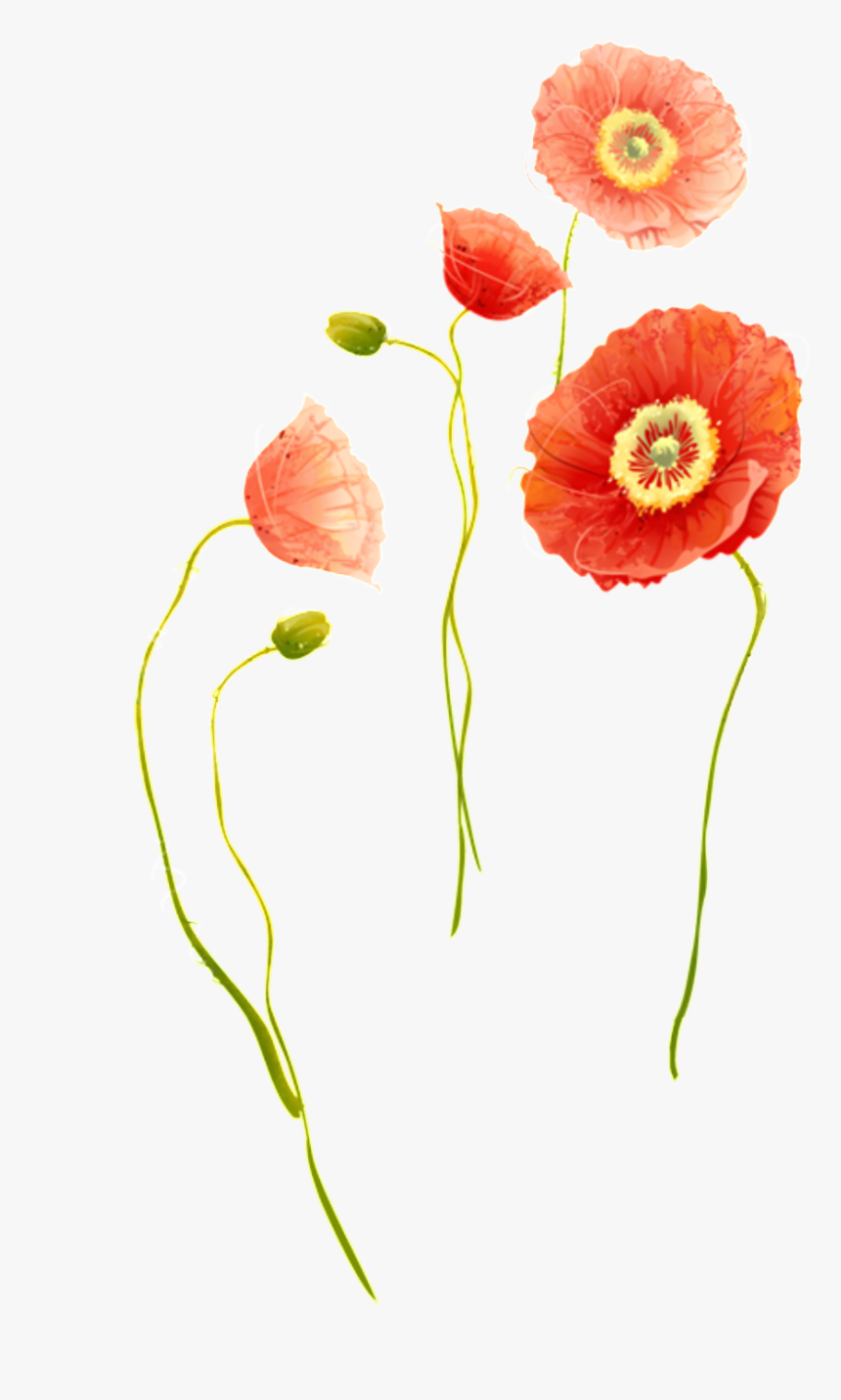 Exquisite Chrysanthemum Decorative Elements - Corn Poppy, HD Png Download, Free Download