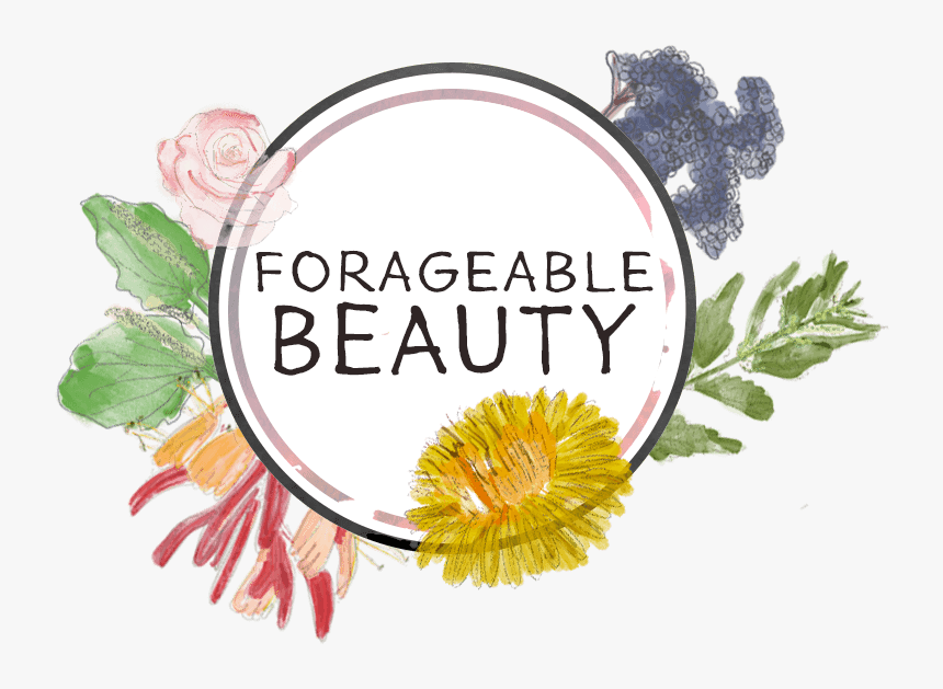 Foragable Beauty - Chrysanths, HD Png Download, Free Download