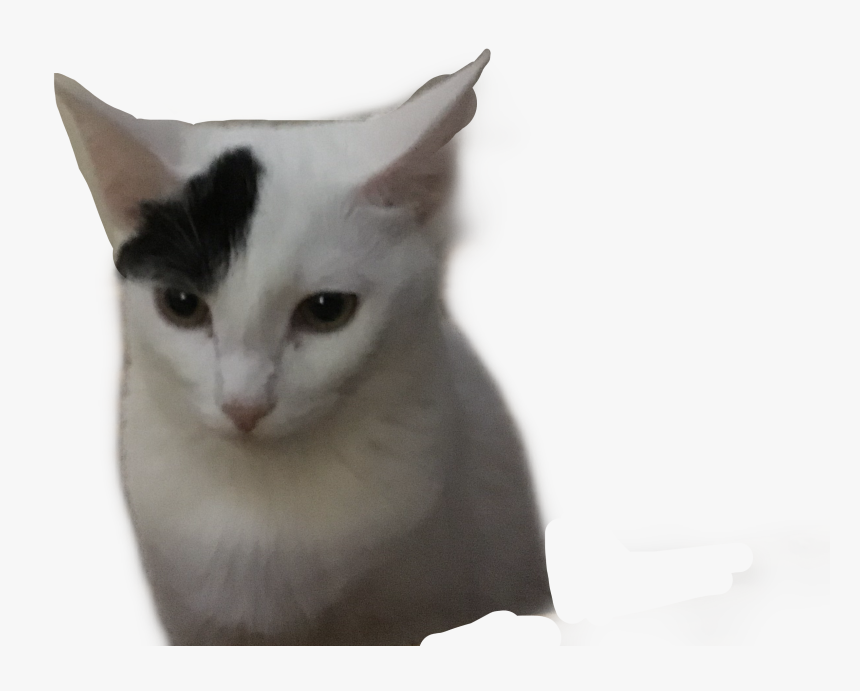 Lloydddd - Domestic Short-haired Cat, HD Png Download, Free Download