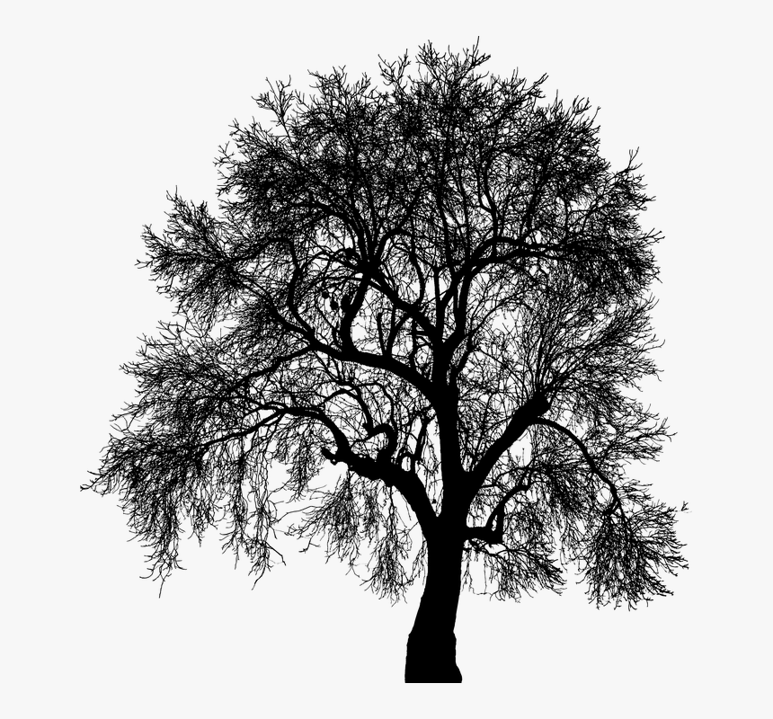 Oak, HD Png Download, Free Download