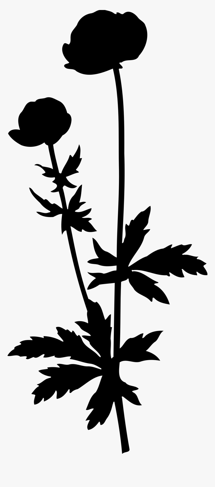 Globeflower Silhouette Clip Arts - Tall Flower Png, Transparent Png, Free Download