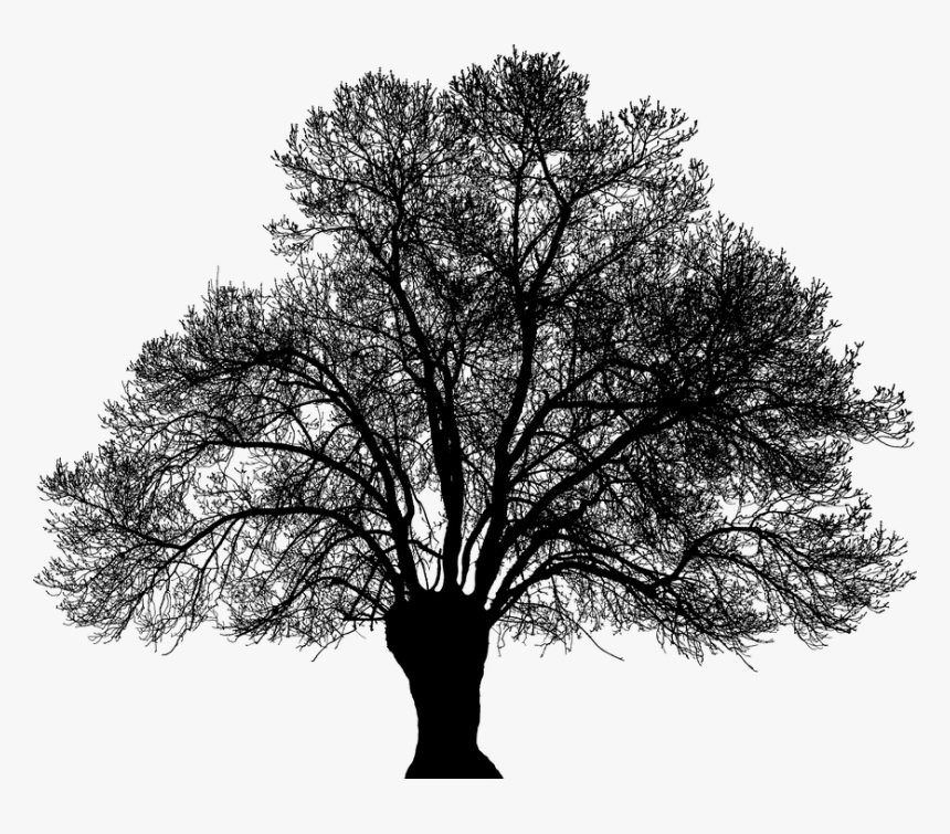 Oak, HD Png Download, Free Download