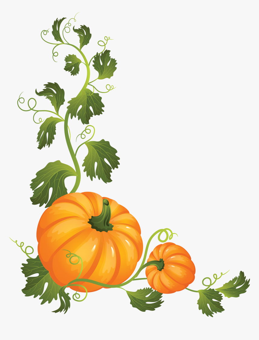 Pumpkin Png - Pumpkin On A Vine Clipart, Transparent Png, Free Download