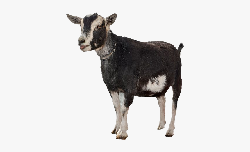 Goat Png File - Transparent Background Goat Clipart, Png Download, Free Download