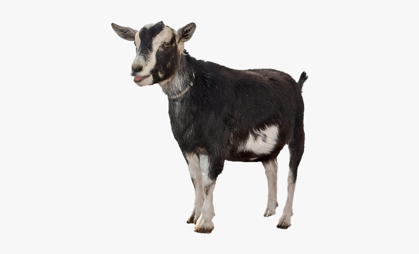 goat png images