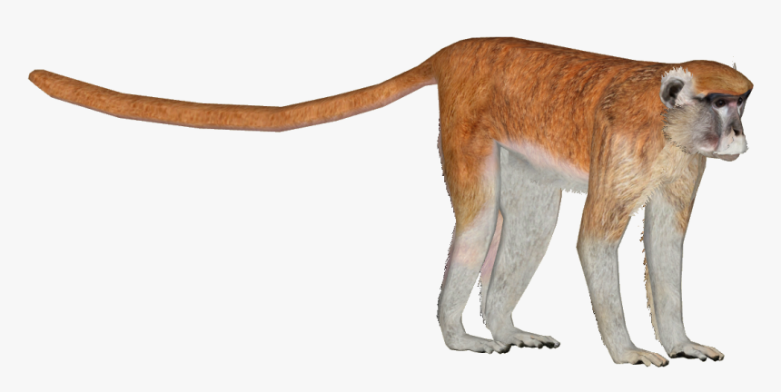 Transparent Monkey - Monkey Tail, HD Png Download, Free Download