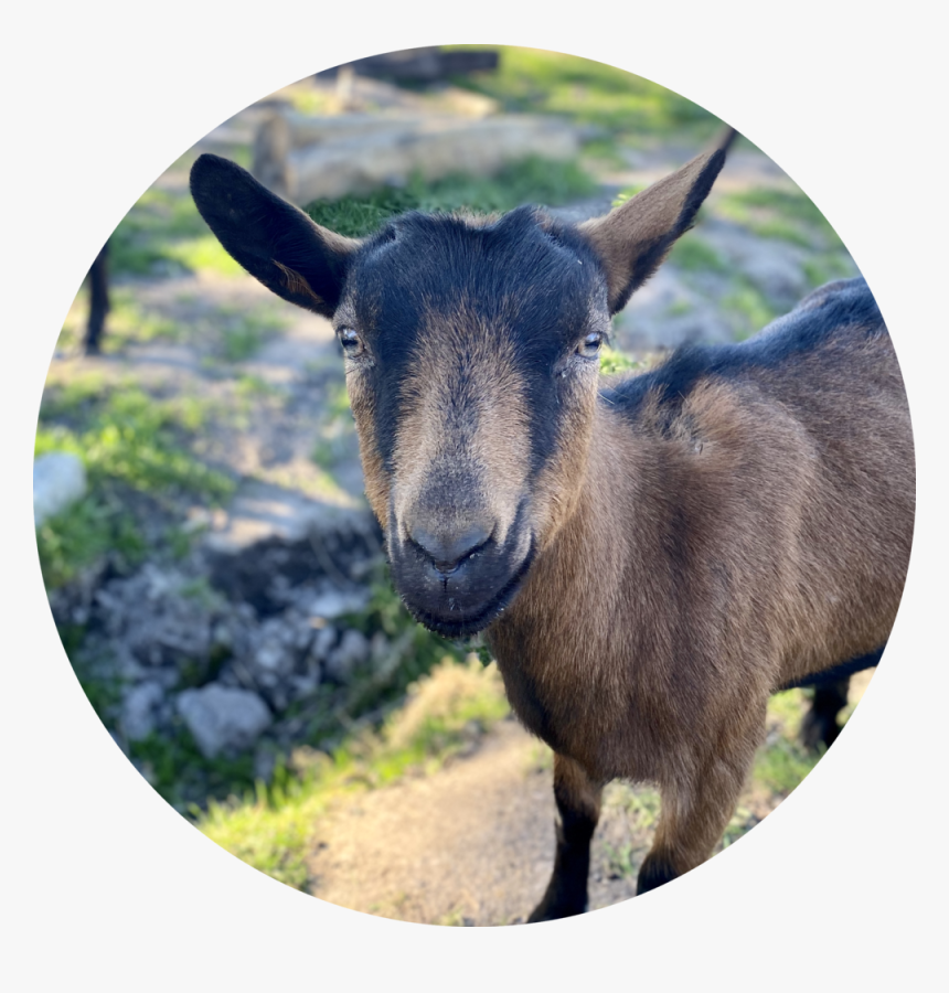 Babette - Goat, HD Png Download, Free Download