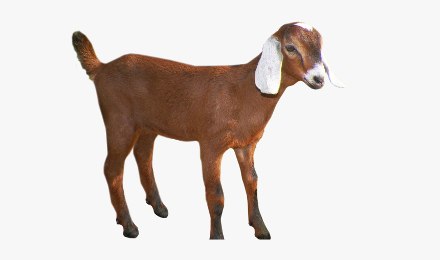 Goat Png Transparent Images - Transparent Background Goat Clipart, Png Download, Free Download