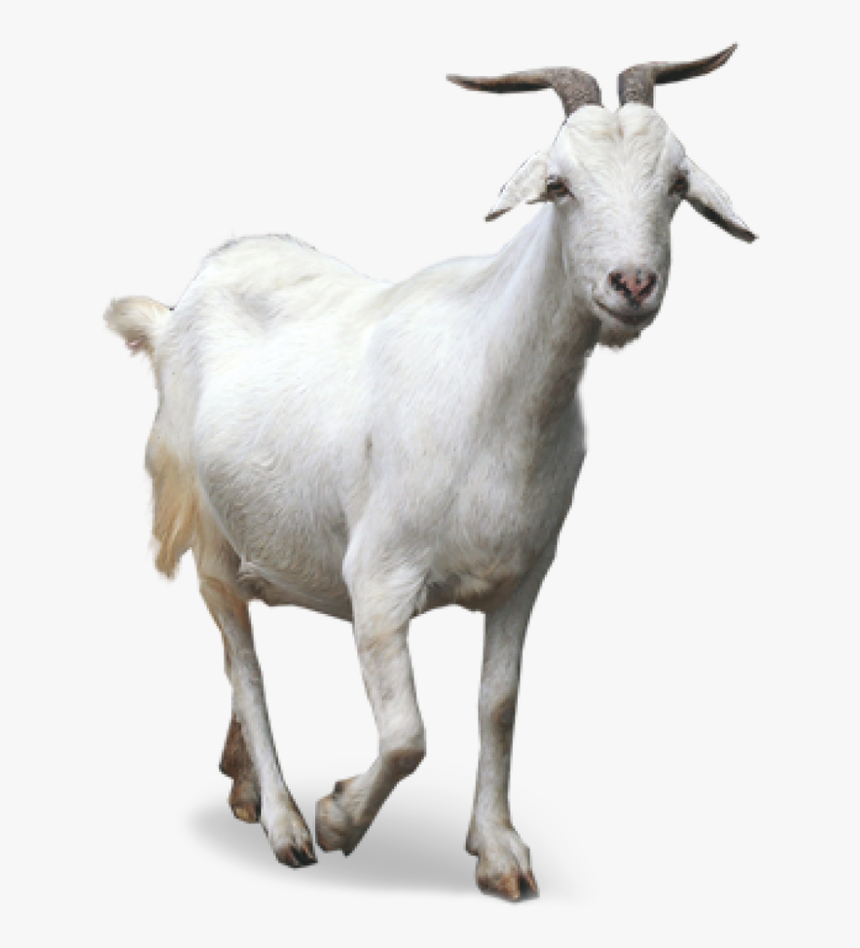 Img05 - Goat Png Transparent, Png Download, Free Download