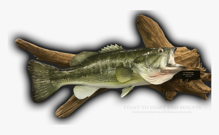 Striper Bass, HD Png Download, Free Download