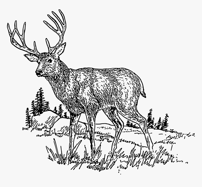 Deer 2 Clip Arts - Black And White Deer Clipart, HD Png Download, Free Download