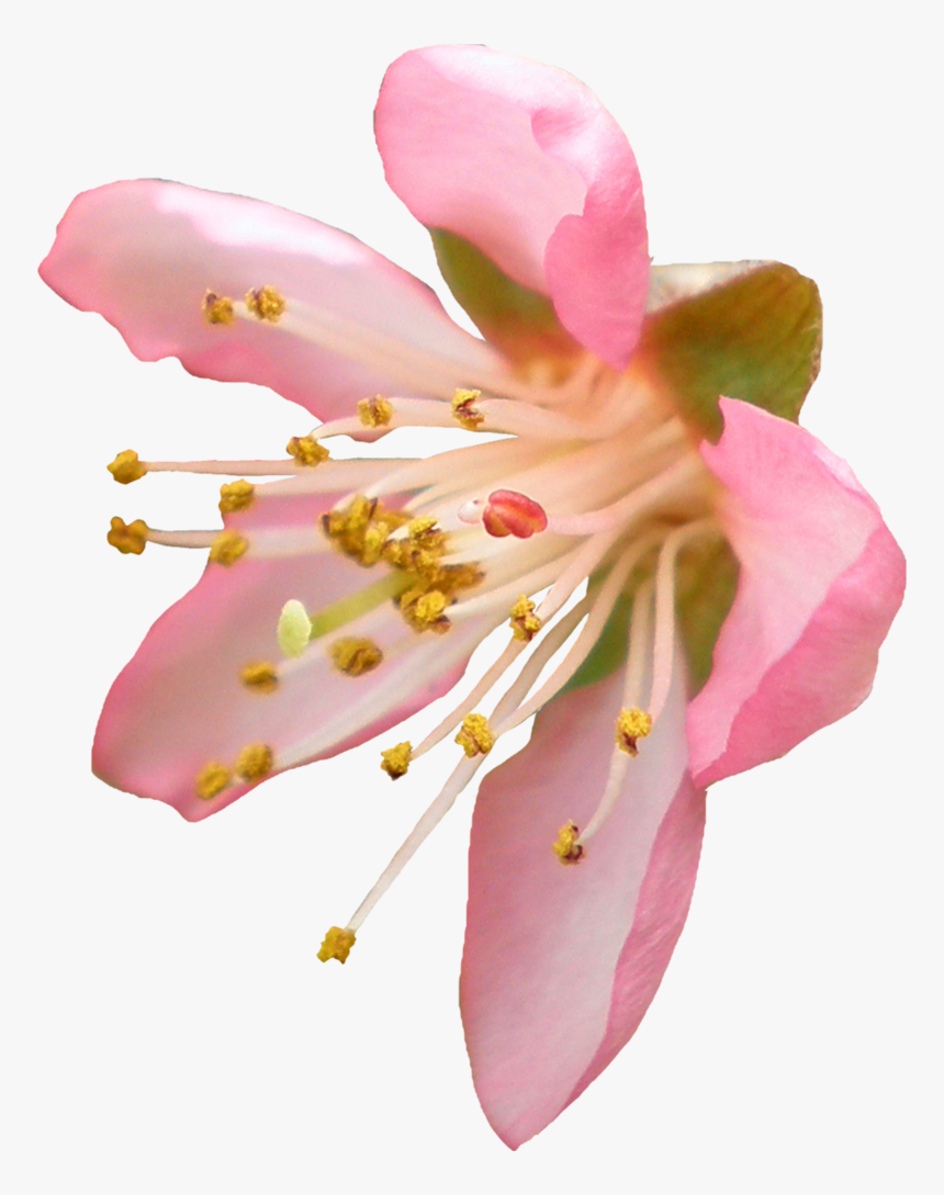 Blossom Transparent Png - Flower Png Cherry Blossom Transparent Background, Png Download, Free Download