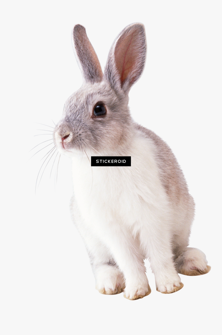 "ready For Flight - Rabbit Transparent Background, HD Png Download, Free Download