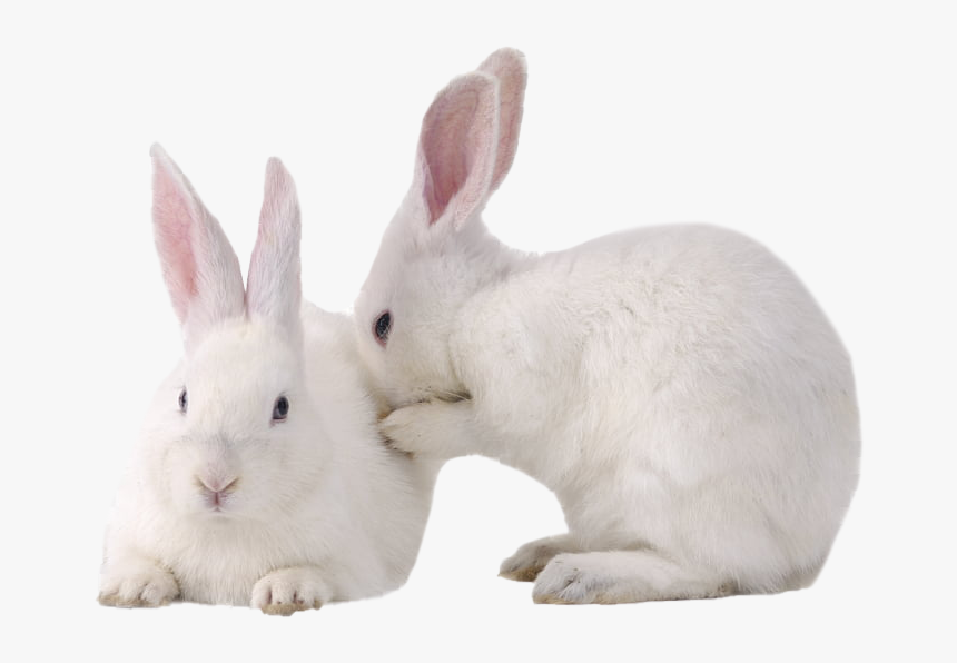 White Rabbit Png Photo - New Zealand White Rabbit Png, Transparent Png, Free Download