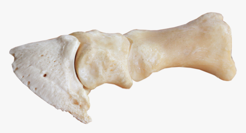 Horse Leg Png - Bone, Transparent Png, Free Download