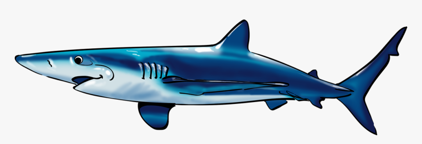 Shark, HD Png Download, Free Download