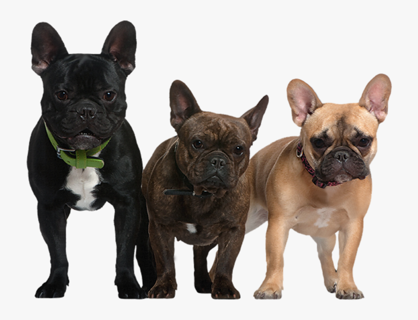 Black and best sale tan boston terrier
