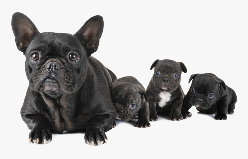 French Bulldog Png, Transparent Png, Free Download