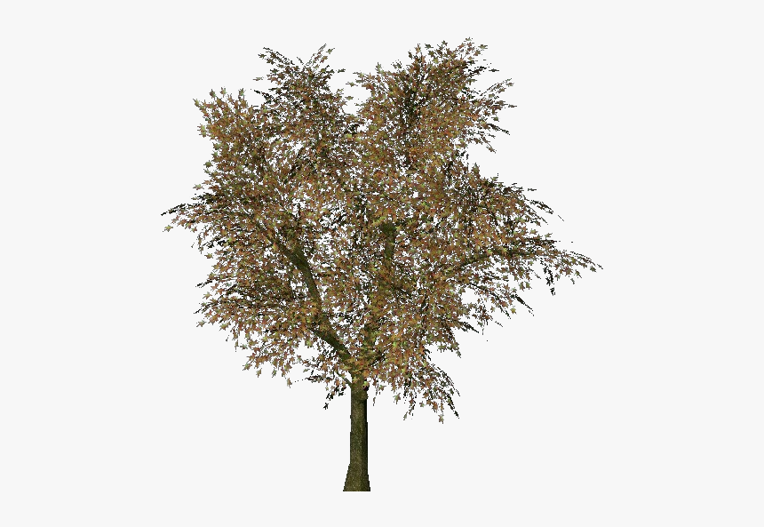 3d Trees - Norway Maple - Acca Software - Maple, HD Png Download, Free Download
