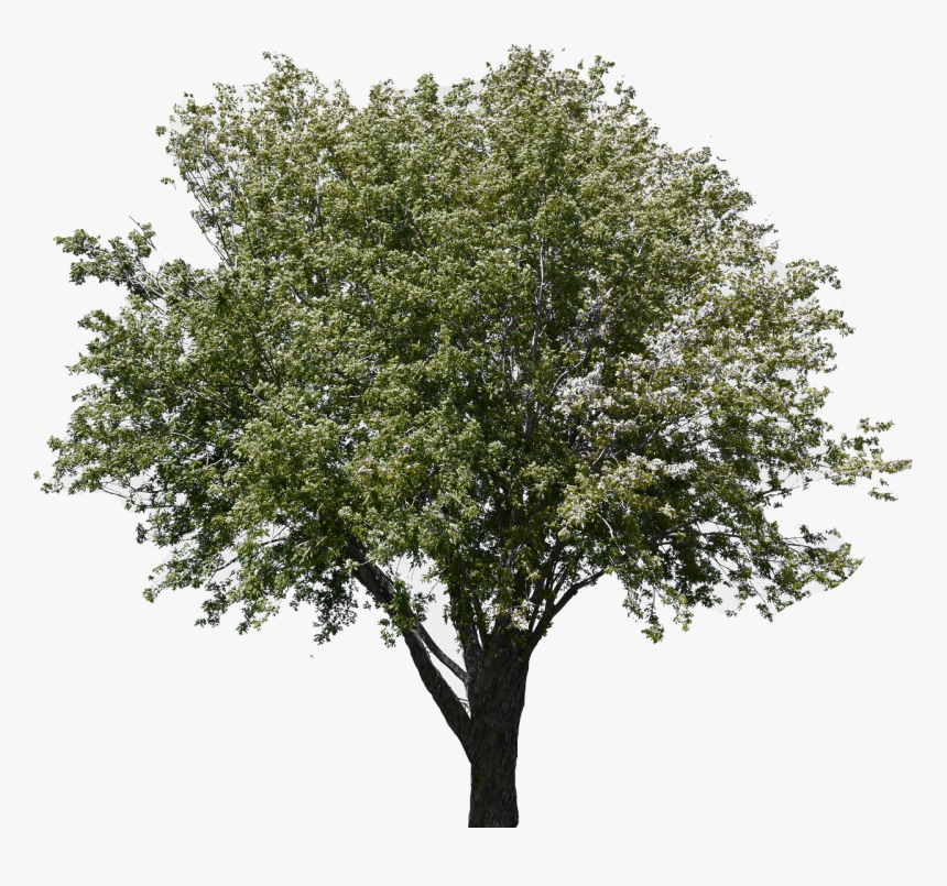 Overlay Tree, HD Png Download, Free Download