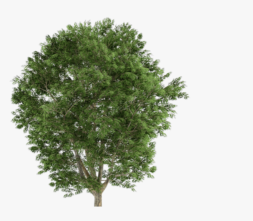 Fraxinus Tree, HD Png Download, Free Download