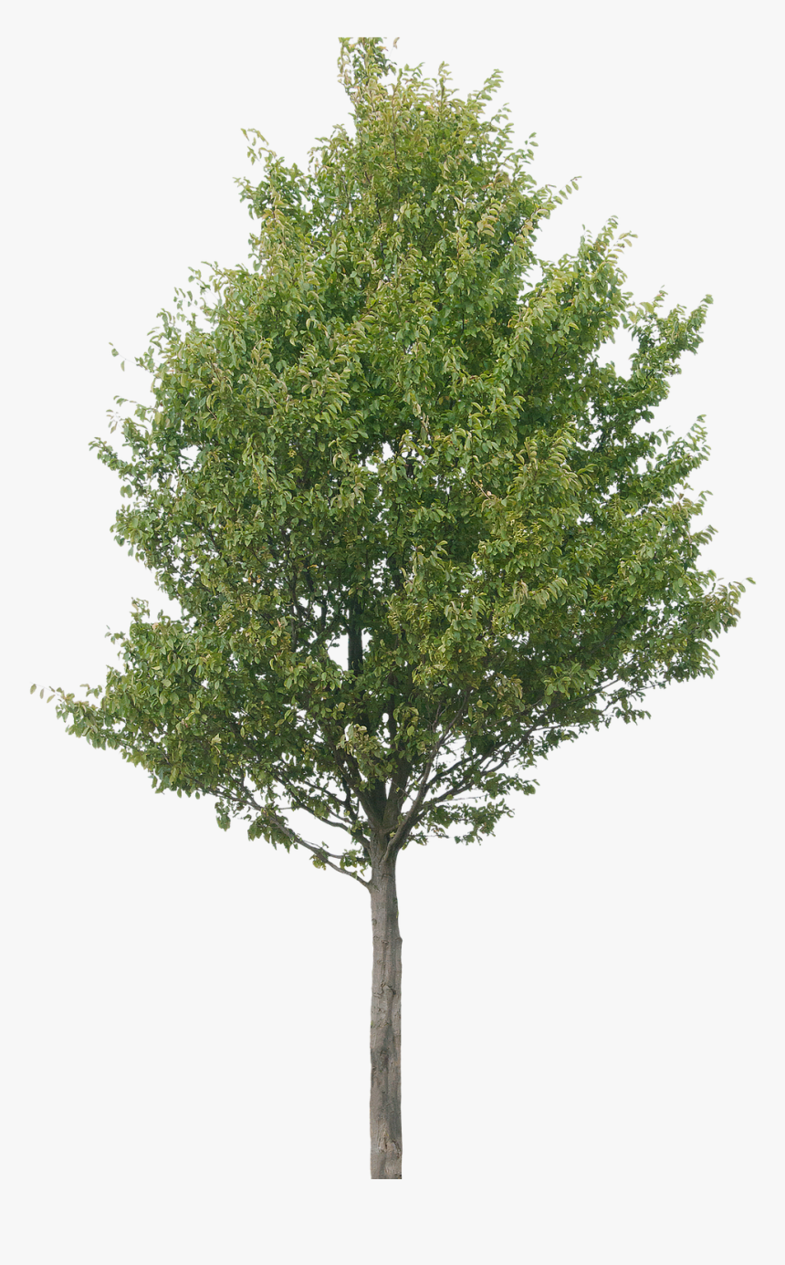 Trees Jpg, HD Png Download, Free Download